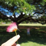 hawaii_1st_day.P9162313