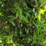 hawaii_1st_day.P9162331