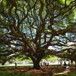 hawaii_1st_day.P9174587