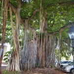 hawaii_1st_day.P9174595