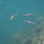 hawaii_1st_day.P9174600