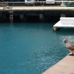 hawaii_1st_day.P9174603