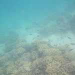 hawaii_2st_day.IMGP0605