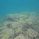 hawaii_2st_day.IMGP0608