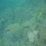 hawaii_2st_day.IMGP0618