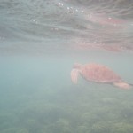 hawaii_2st_day.IMGP0619