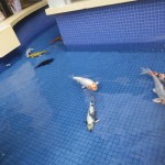 hawaii_3st_day.IMGP0627