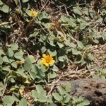 hawaii_5th_day_1st.P9204681