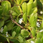 hawaii_5th_day_2nd.P9202672