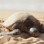 hawaii_5th_day_2nd.P9202687