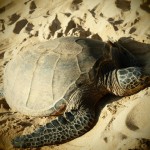 hawaii_5th_day_2nd.P9202695