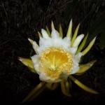 hawaii_5th_day_2nd.P9202812