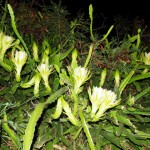 hawaii_5th_day_2nd.P9202818