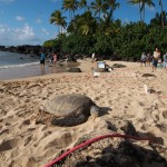 hawaii_5th_day_2nd.P9204757