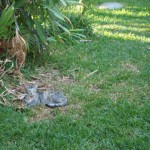 hawaii_5th_day_2nd.P9204769