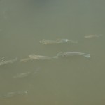 hawaii_6st_day.P9212852