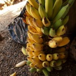 hawaii_6st_day.P9212938