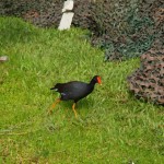 hawaii_6st_day.P9212960