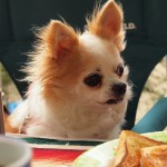 blog-20120520-P5055634